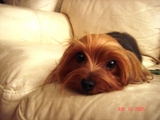 on the sofa