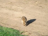 Raccoon 0