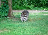 Raccoon 2