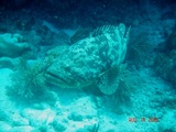 fish 4