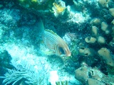 fish 3