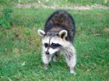 Rascal