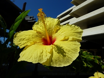 P1030615