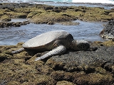honu