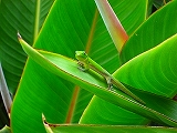 gekko