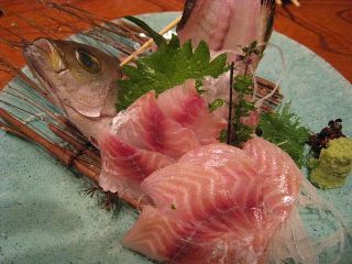 aonoki20080718-001.JPG