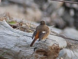 野鳥2