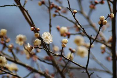 ume3