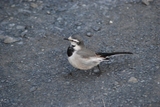 野鳥3