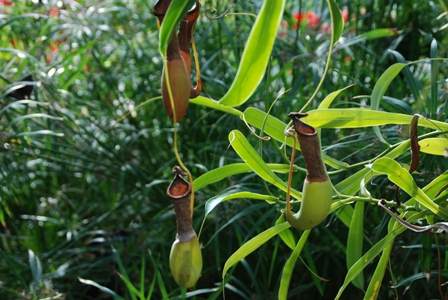 熱帯植物園