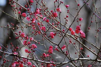 ume2
