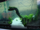 水草植える(1日目)