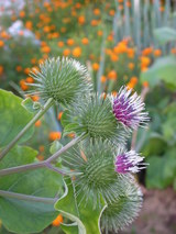 ごぼうの花inぽたじえ
