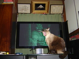 猫特A