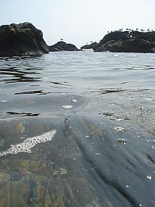 佐島・天神島臨海自然教育園012
