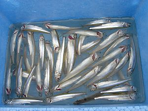 芦ノ湖わかさぎ釣り019