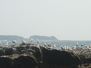 佐島・天神島臨海自然教育園019