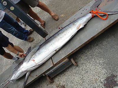 BOL・カジキ釣り024(二日目・三宅島)
