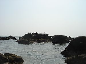 佐島・天神島臨海自然教育園008