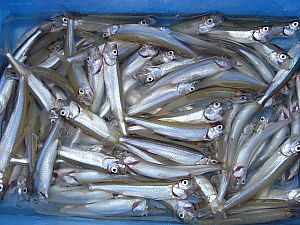 芦ノ湖わかさぎ釣り025