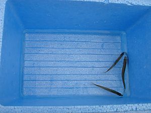 芦ノ湖わかさぎ釣り011