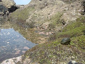 佐島・天神島臨海自然教育園005