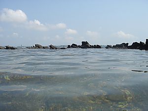 佐島・天神島臨海自然教育園020
