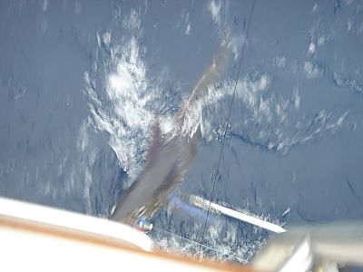 BOL・カジキ釣り018(二日目・三宅島)