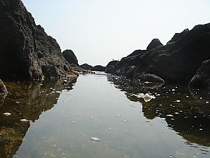 佐島・天神島臨海自然教育園006