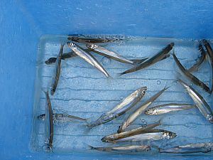 芦ノ湖わかさぎ釣り013