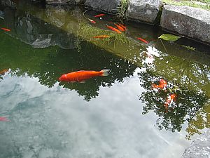 芦ノ湖わかさぎ釣り004