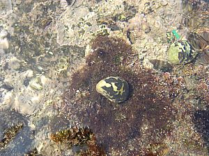 佐島・天神島臨海自然教育園015