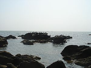 佐島・天神島臨海自然教育園018