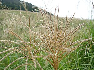 箱根の仙石原・千石原003