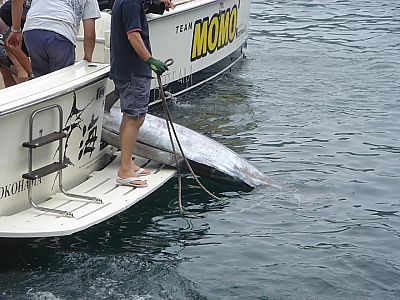 BOL・カジキ釣り022(二日目・三宅島)