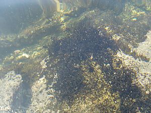 佐島・天神島臨海自然教育園013