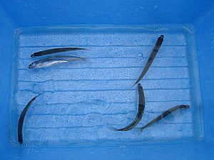 芦ノ湖わかさぎ釣り012