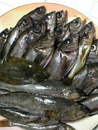 アイナメ26cmを含め、計29匹の大漁?…♪