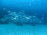 4513b305.jpg