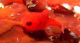 a03788cf.jpg