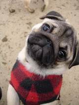 pugs2