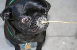 pugs1