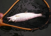 0904yama5