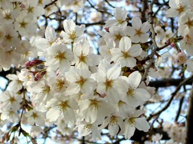 060326�ޤ��ȲȺ�.jpg