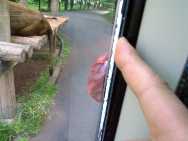 080518¿��ưʪ������