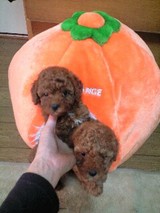 みかんハウスにて