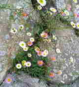 石垣の花