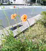 道端の花２