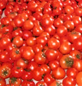 HB-101でトマトは色艶、甘味酸味のバランス良いです