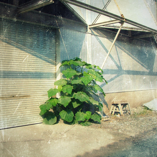 a strange plant